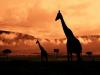 Africa Nature Animals (11)
